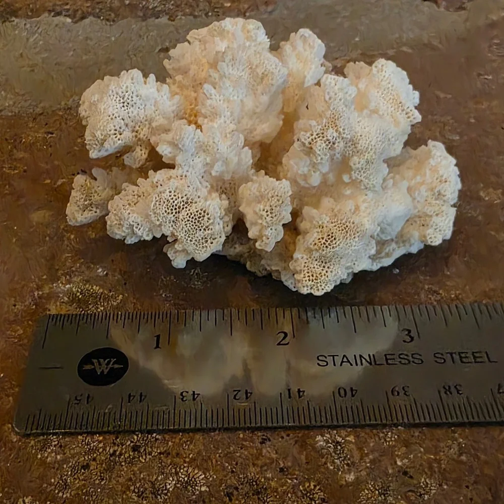 Natural White Cauliflower Coral Specimen Coastal Nautical Home Decor Accent 3.5